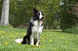 BORDER COLLIE 1022